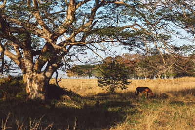 View of a tree and a horse in field