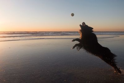 Dog jumping at beach against sky during sunset