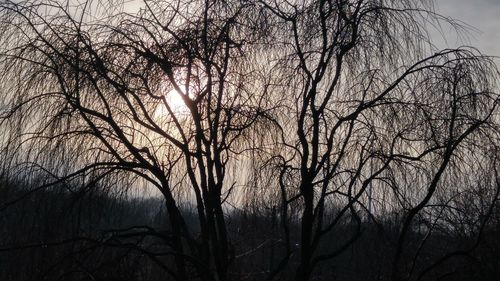 Bare trees against sky at sunset