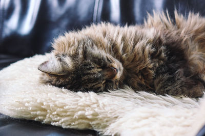 Close-up of cat sleeping at home