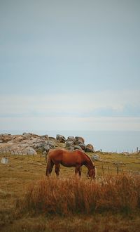 Horse grazing on field against sky