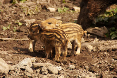 Close-up of wild boar and piglets on field