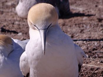 Close-up of bird