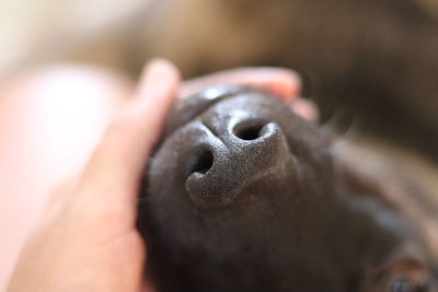 Close-up of person holding hand