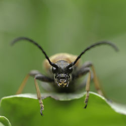 Close-up of insect on leaf