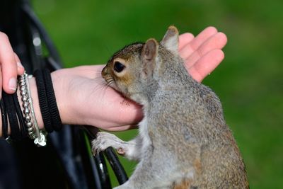 Cropped image of woman feeding squirrel