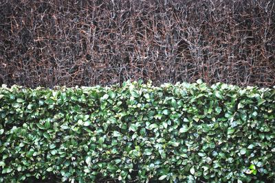 Full frame shot of ivy growing on field