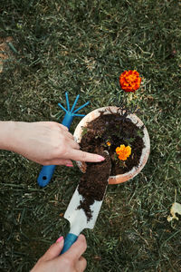 High angle view of person hand holding flower on field