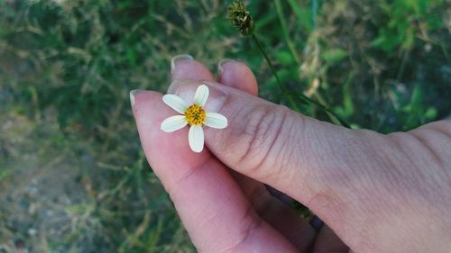 Cropped image of hand holding flower