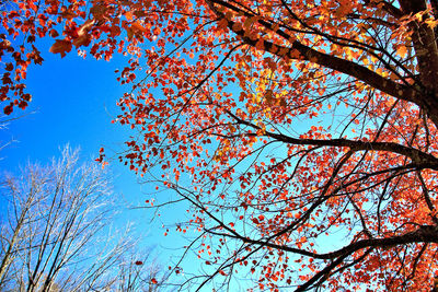 Low angle view of flowering tree against blue sky