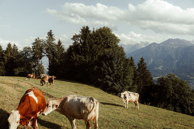 Cows grazing on field