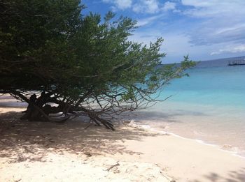 Trees on beach against sky