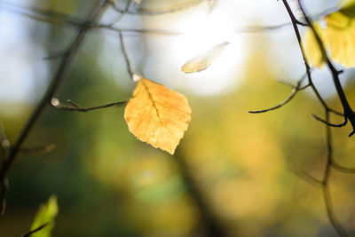 Close-up of dry leaf on branch