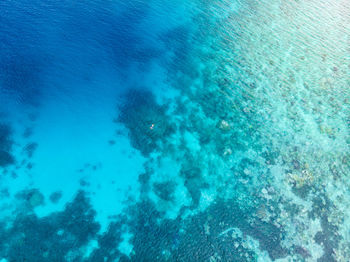 High angle view of jellyfish swimming in sea