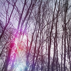 Low angle view of trees in forest against sky