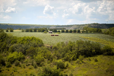 Scenic view of field against sky