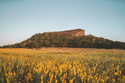 Scenic view of agricultural field against clear sky