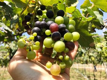 Green grapes in the vineyard. grapes farm.