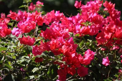 Close-up of pink flowers