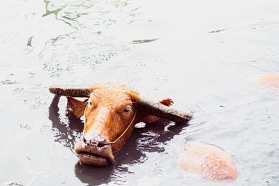 The asian wild water buffalo or bubalus arnee. a large bovine native to the indian subcontinent 