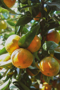 Close-up of fruits growing on tree