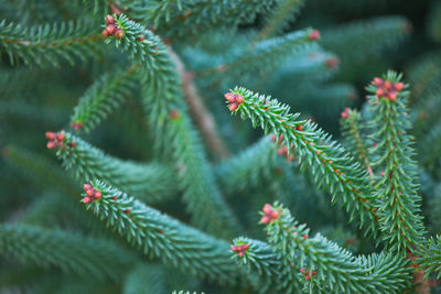 Close-up of pine tree branch