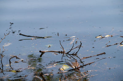 Reflection of trees in water