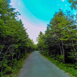 Empty road along trees