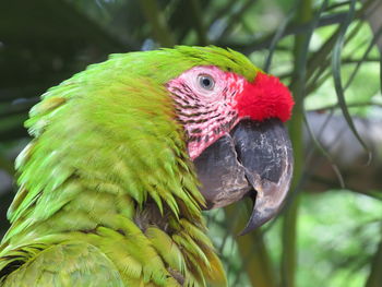 Close-up of parrot