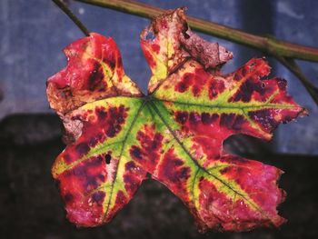 Close-up of red maple leaves