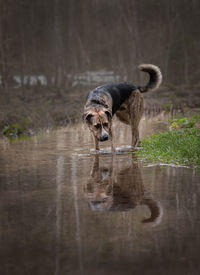 Dog drinking water in a lake
