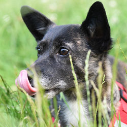 Close-up of black dog on field