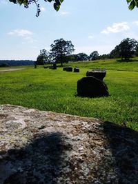 Scenic view of field against sky