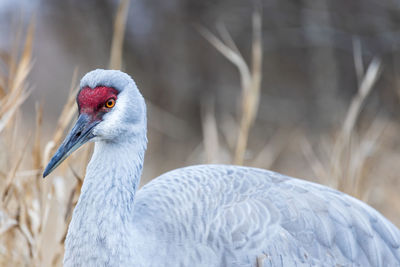 Close-up of a bird