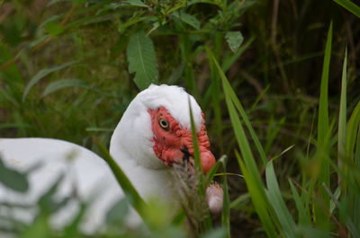 Close-up of a bird on field