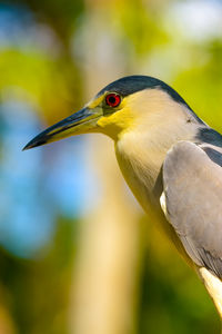 Close-up of a bird