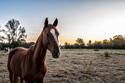 Horse standing in ranch against sky during sunset