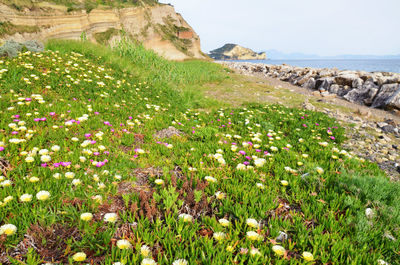 Scenic view of landscape