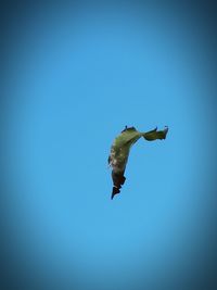 Low angle view of bird flying against clear blue sky