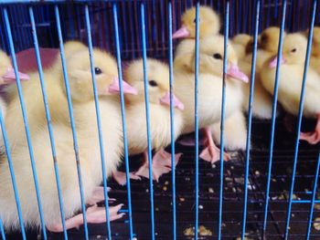 Close-up of bird in cage