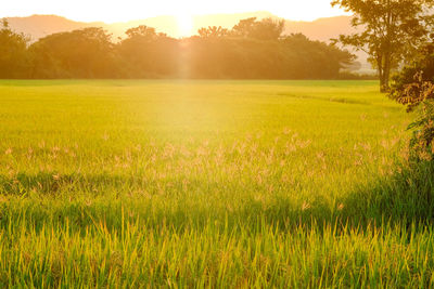 Scenic view of field against sky during sunset