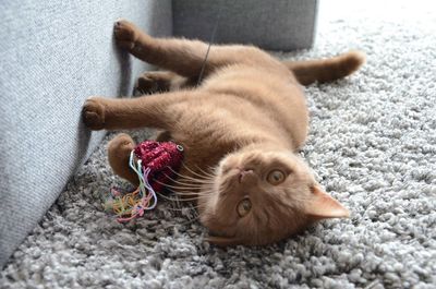 Brown cat resting on rug with play toy