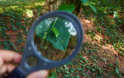 Close-up of hand holding leaf