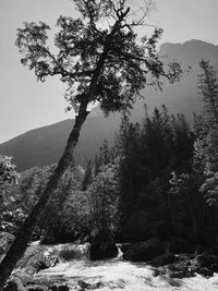 Trees growing on mountain against sky