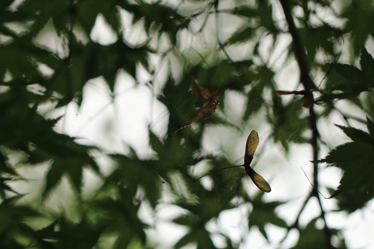 LOW ANGLE VIEW OF PLANT AGAINST TREES