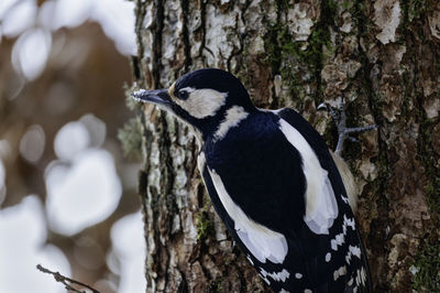 Close-up of a great spotted woodpecker. the photo is taken during winter in sweden.