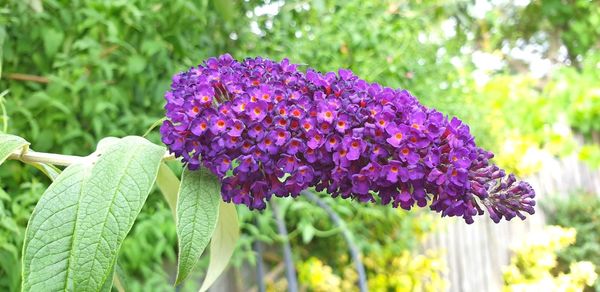 Close-up of purple flowering plant