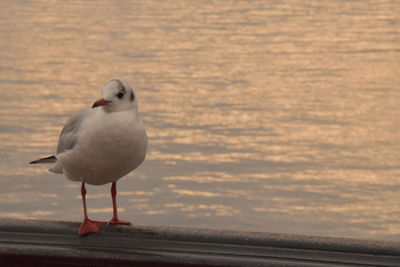 Seagull perching on a wall