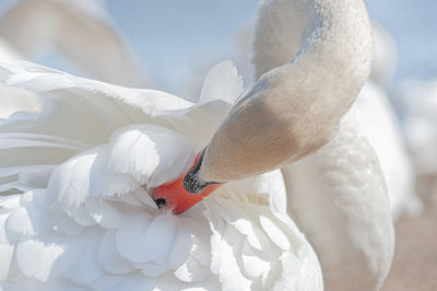 Mute swan preening its feathers. cygnus olor.