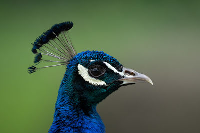 Adult male peacock gets a head shot portrait on a sunny day